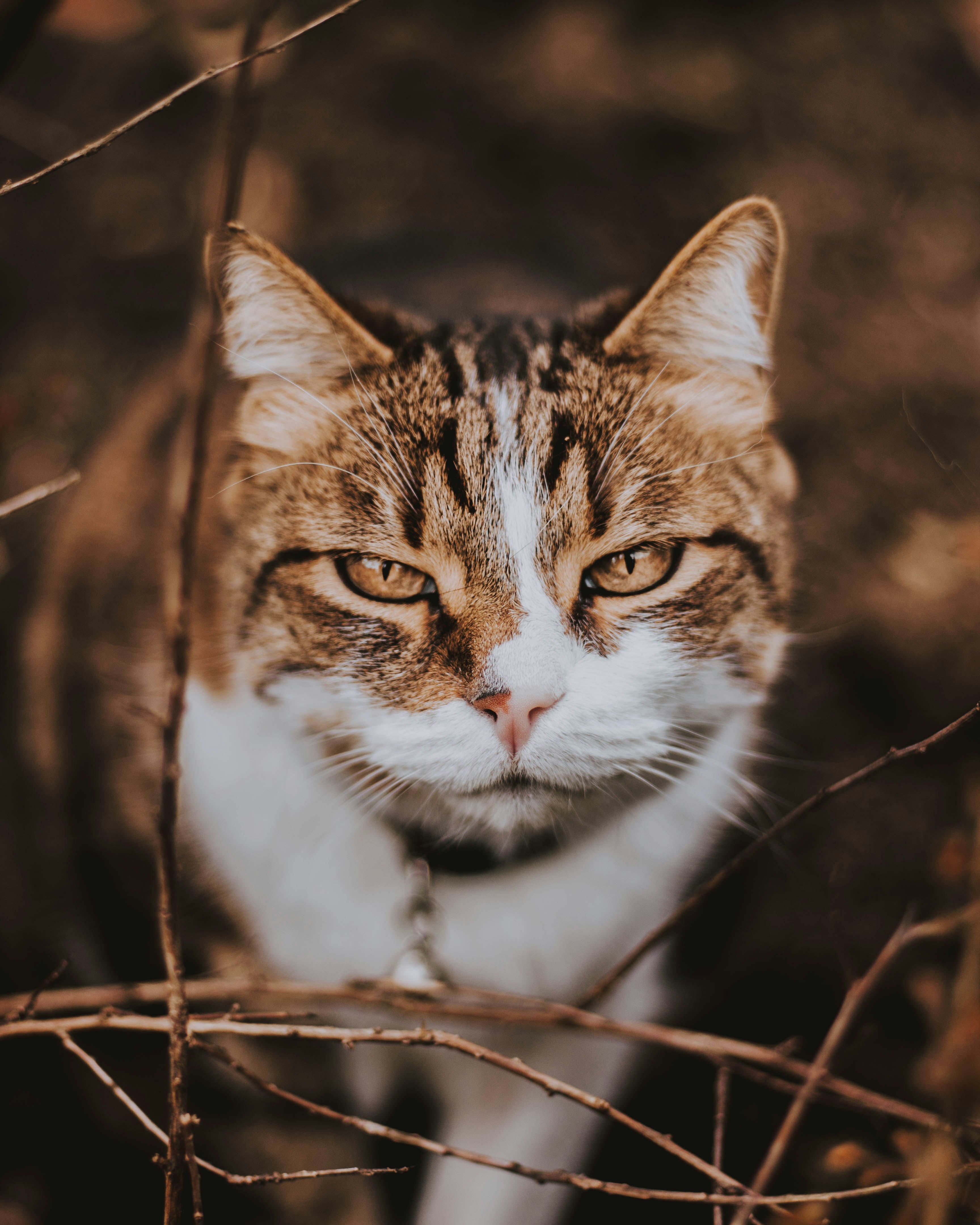 gray and white cat sepia photography